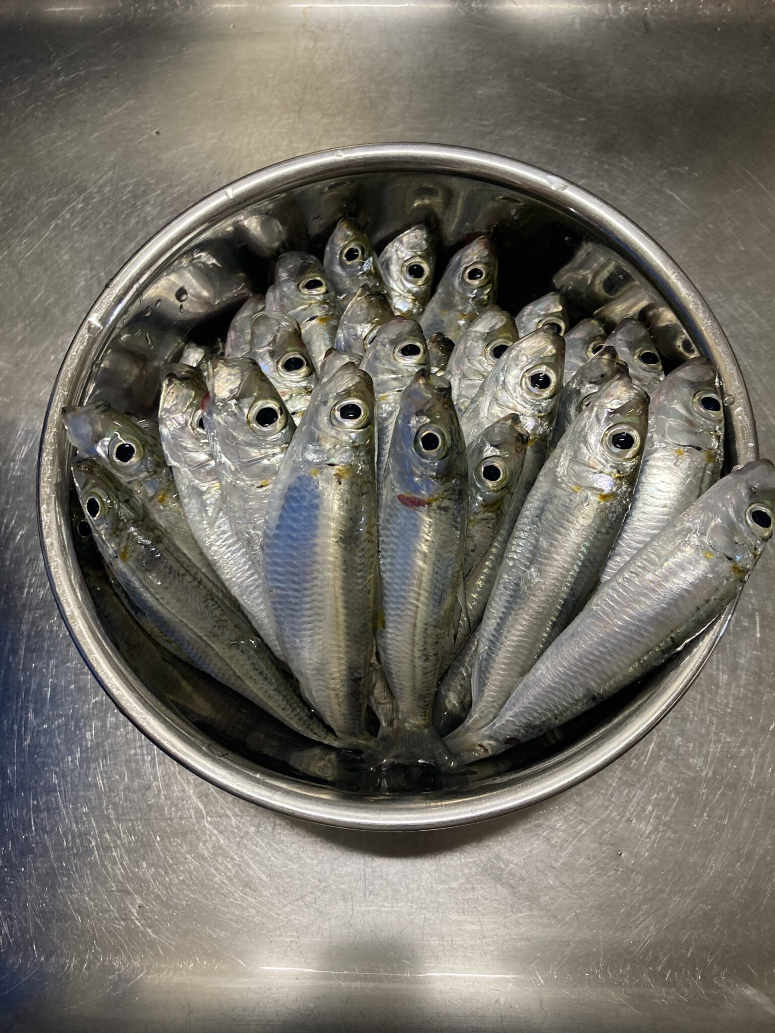 【沖縄】ミジュンってどんな魚？ | shimanokurasi ブログ